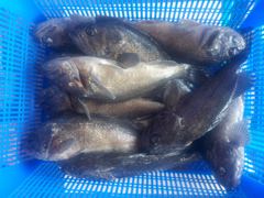 자연식 조황 - 삼길포 만석좌대 8월 29일 자연식 조황 입니다 - 삼길포 만석좌대낚시