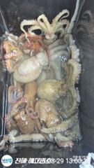 [진해] ■ 굵직한 돌문어 오늘도 마리수조황 조으네요 (차주 월요일부터 …