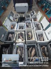 8/29일, 아~싸~! 먼침선, 개우럭~6짜 2마리, 65cm대물까정 3마리~쌍걸이등~쿨러 대박 ~오늘 야간 문어 출항합니다~~강추~군산 하이원호