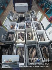 8월 29일 개우럭 6짜5짜 쌍걸이등 조황입니다