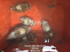 8월29일 갑오징어 조황입니다~