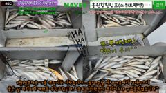 8월29일 홍원항힐링호 찌릿찌릿 백조기 수조기 조황~!사릿물에도 잘 나와주네요 ㅎㅎ중간중간 부서 포인트가서 사이즈좋은 애들도 보고..즐겁게 노시다 가셨습니다~#백조기#홍원항힐링호