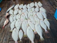 29일,오늘도 굿굿 대광어 참 무쟈게 나오네요. 웬 광어가 이리…