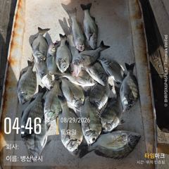 [고성] 병산  감성돔 마리수 농어 숭어 마리수 선외기흘림조황~~