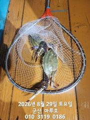 야간 꽃게 실시간조항