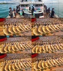 ♥ 붉바리들..이정도는 잡아봐야지요 초대박 붉바리조황입니다[2026년08월29일] ◎ 해마루호가 뜨는이유? 조황때문이죠 ◎ 핵심포인트: 바로진입.. 바로히트.. ▣ 차원이 다른 조황으로 모십니다 ▣ 요즘 붉바리낚시가 대세입니다