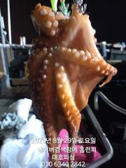 군산 대호피싱 7인의 야간문어 사냥 나왔어요 