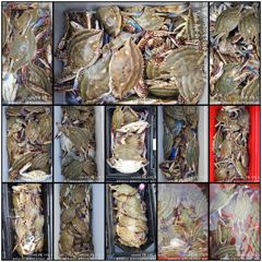 출조안내 - 29일 뉴라이브호 실시간 사릿물때 변함없는 호조황 마릿수좋아요 내일도 출항 마지막 꽂게출조~~