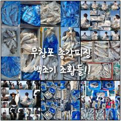 출조안내 - << 무창포 총각피싱 >> 9월 10월 11월 가을 주꾸미 갑오징어 예약 받습니다! 9월 첫주 아직 여유 자리 있습니다! 10월 생미끼 예약중