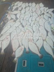 실시간 조황 - 28일, 대광어 참 무쟈게 나오네요. 웬 광어가 이리도 나오는지~대대박~내일도 갑니다~ 군산 범고래호