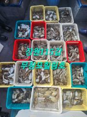 힐링호 갑오징어 조황입니다!