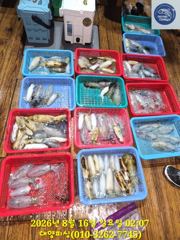 원도권 팁런 일요일 출항 합니다.