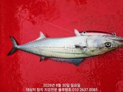 [경주] 30일 일욜 새벽 조황, 실시간 모습!