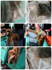 포항문어어제조황 오늘일요일 저녁모집중입니다