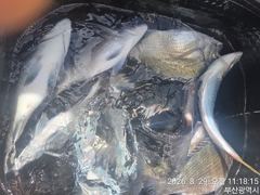 [부산] (대림) !!감성돔~마릿수 ~조과 입니다....