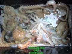 [진해] 문어꾸준한 입질!  평일이라 더 여유롭게! 문어 손맛 함께하실 …