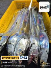 3지급4지급까지 달이찌거러지니 살아나는 갈치 조황 월.화출조