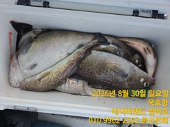 묵호항 대구조황입니다 