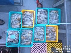 [거제] (무늬오징어)전투팁런 130여수 연타로 줄줄이~고잉메리호(오늘 …