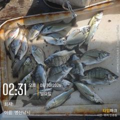 병산  감성돔 농어 마리수 선외기 흘림&내만갯바위 조황~~
