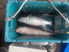 자연식 조황 - 삼길포 만석좌대 8월 30일 자연식 조황 입니다 - 삼길포 만석좌대낚시