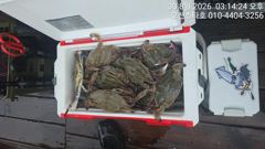 [꼬리조황] 8월30일 오션스타호 꽃게조황