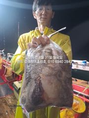 8월30일 굿조황 군산 홈런호  야간 문어 마무리 조황 입니다!조사님들 비맞으면 문어뜯느라 고생 하셨습니다.빗길 조심 귀가 하세요.