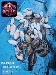[여수반하나호] 갑오징어 탐사 성공!!!9월 예약창 오픈되었습니다.