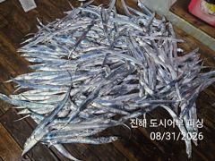 31일새벽 우~와 씨알큰 내만갈치 루어 텐빈 전원 타작~!!오늘 예약가능