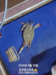 군산킹스타호(8/30)10분조사님 마무리 조황(9월부터는 쭈꾸미출조 입니다~