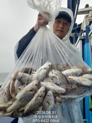 [무창포아파치호]8월31(월),10분조사님들,마릿수의백조기조황~내일부터쭈갑병행출조,물때좋은날선예약취소자발생으로자리여유,전화주세요~010-8422-0866.