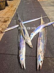 제주갈치는 제주답게~ 제주 구룡호(9DRAGON) 8월 30일 일요일 <<< 갈치 출조 >>>