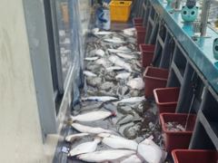 광어조황 글만 보기