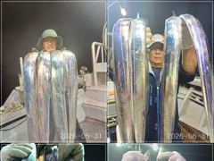 [VIP 광명호] 기상 좋은 1일(화), 2일(수) 통영 먼바다 쿨러 가득 채우려 갑니다 -- 자리 여유 --
