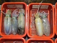 [진해] 30일 무늬오징어] 빠른 물때에도 마릿수 씨알까지 좋고 (오늘 …