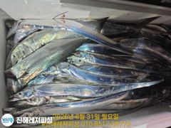 내만칼치ㅡ씨알좋고 마릿수굿 ㅡ예약가능