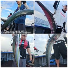 (東)동해조황 - 8/31)실시간 대삼치 라이징 ~~오후1시30분출항/화.수.목(모집)