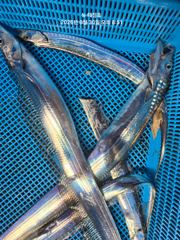 출조안내 - 뉴 태진호 먼바다 대갈치 조황!!!!