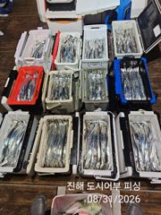 31일새벽 우~와 씨알큰 내만갈치 전원 텐빈 루어 타작~!! 오늘 예약가능