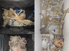 [진해] 30일 조항. 오늘도 계속해서 야간~돌문어 마리수 잡으러 출조 …