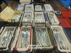 [진해] [31일입항] "준내만갈치" 3지4지 대치들로 쿨러 묵직하게 담…