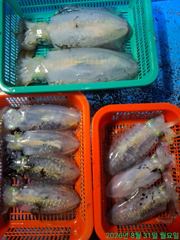 [마산] 조업,조업(무늬오징어)