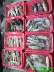 [사천] 야간 무늬 팁런 !! 마릿수 조황 !!60~70수 4시간 !!