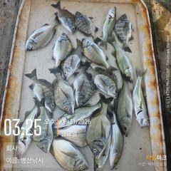 병산  감성돔 농어 마리수  선외기흘리및 내만갯바위조황~~