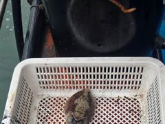 31일 갑오징어 탐사