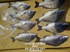 유촌 형만레저 선외기 감성돔 마리수 조황입니다