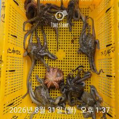 [사천] 암초 포인트 문어 낚시