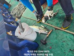 대물 대삼치 117cm 랜딩~빅게임(화,수,목 모집)