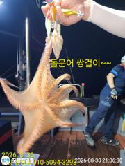 돌문어 마리수~~화.수5시 자리널널함