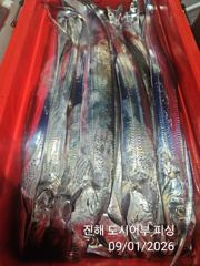 1일새벽 와~씨알큰 내만갈치 엄청나게 퍼 담았어요~!! 오늘 예약가능